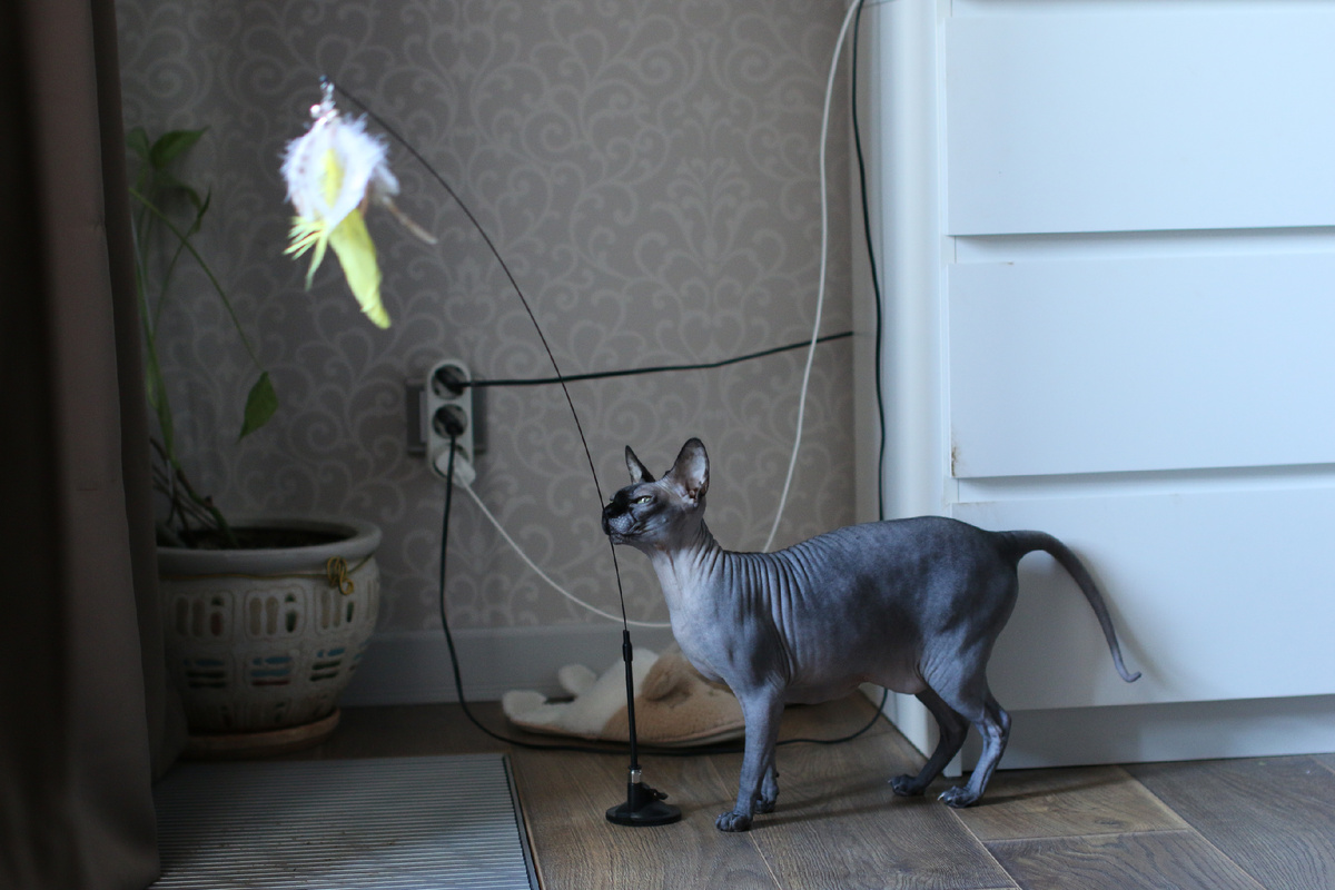 Котя не любит слишком активные активности, а её фигура испортилась сразу после стерилизации