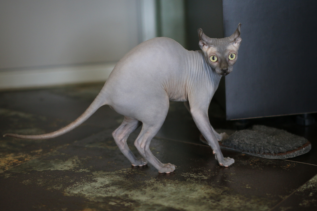 Эль 11 месяцев и она все тот же котёнок, только с весом 3,2 кг