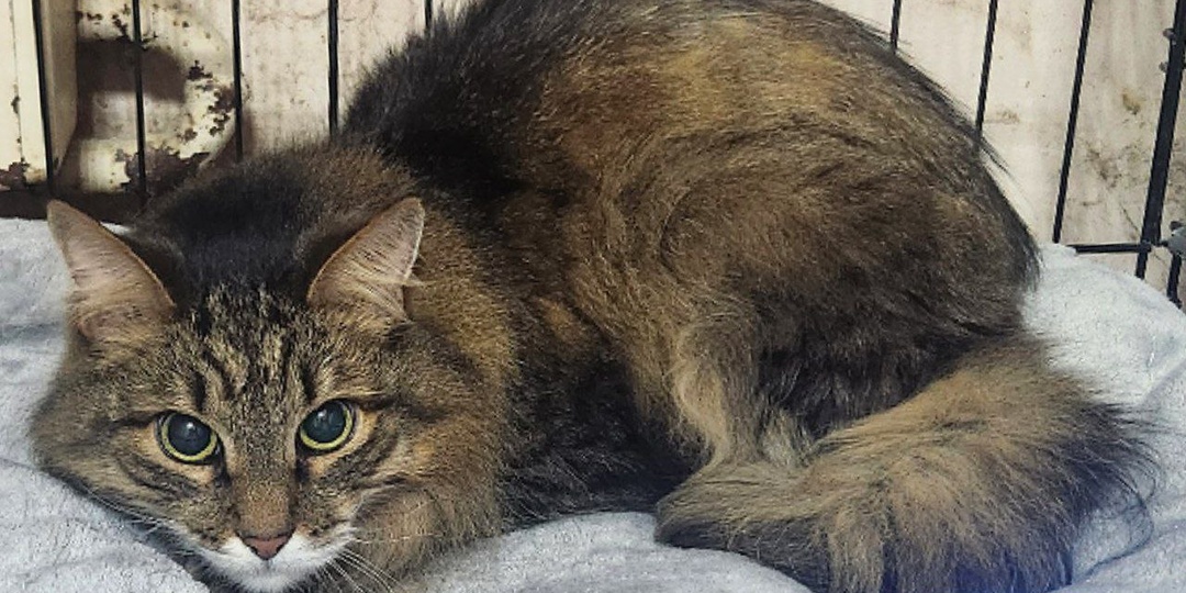 Подопечные, которым нужна помощь прямо сейчас