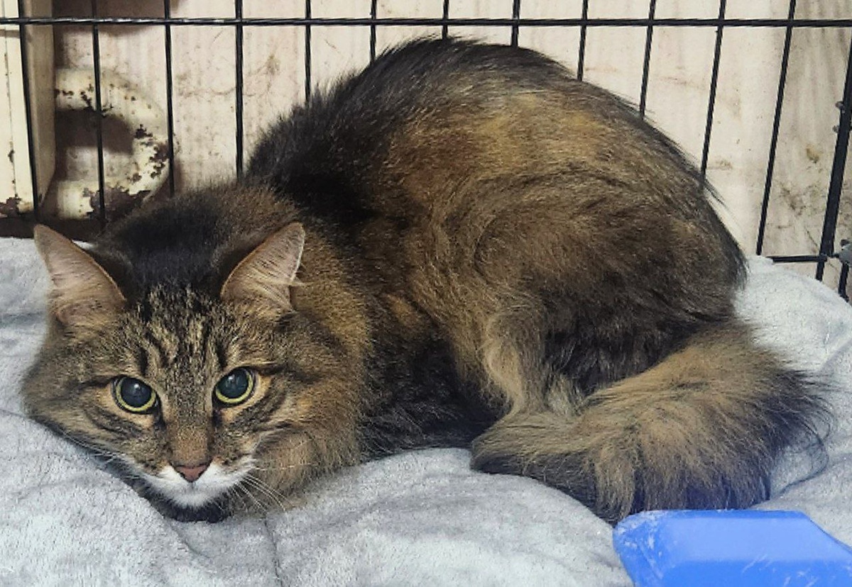 Мхитар поступил в приют в истощённом состоянии.