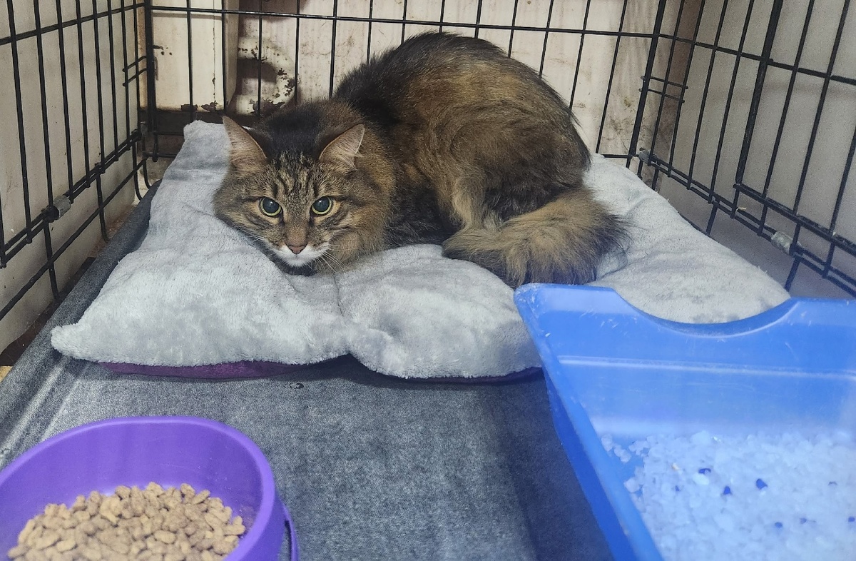 Мы вынуждены были отправить котика в стационар.