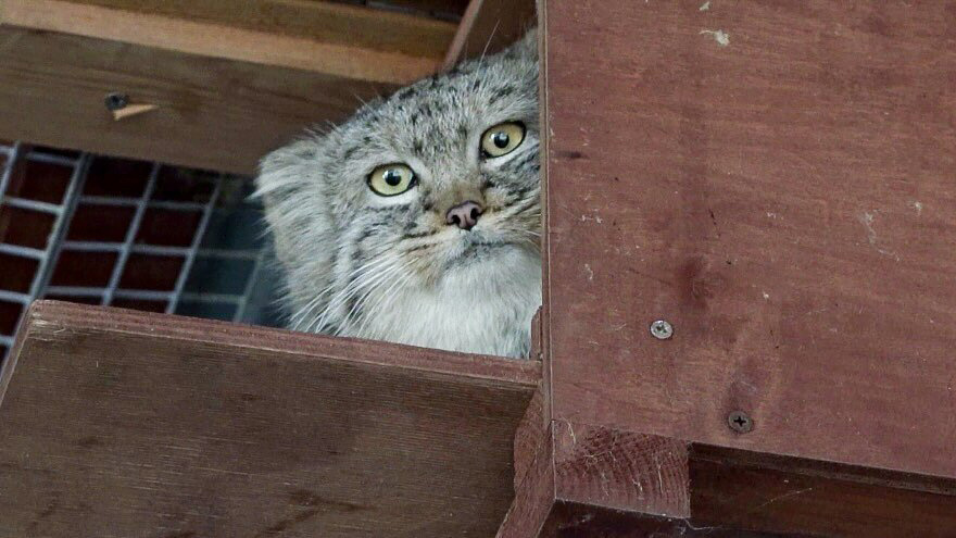    Манул Тимофей АГН