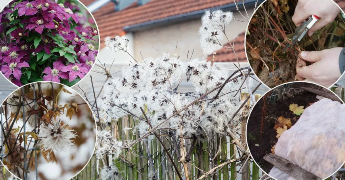 Источник фото: ogorod.ru