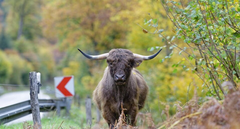    Uwe Anspach/dpa/Global Look Press / www.globallookpress.com