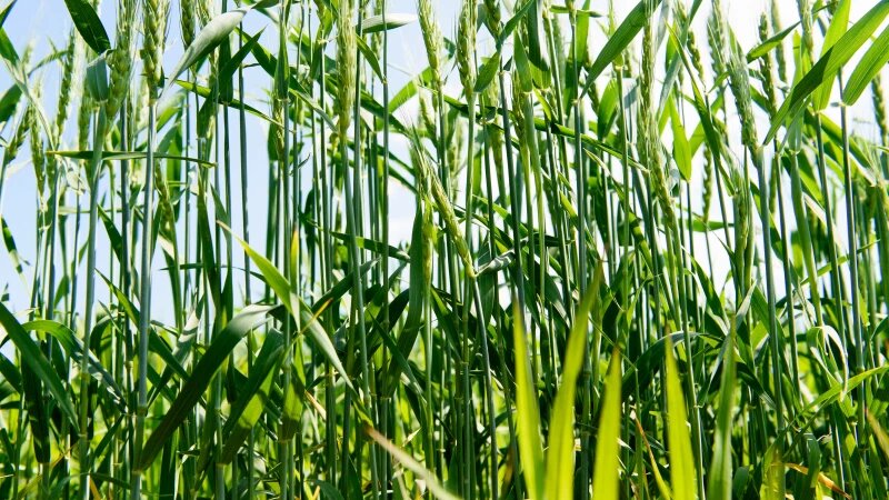     Молодая пшеница. Алтайские поля. Урожай. Дмитрий Лямзин