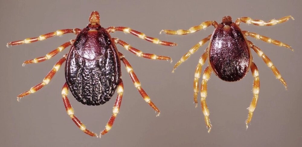    Клещ вида Hyalomma. Фото: Commons.wikimedia.org