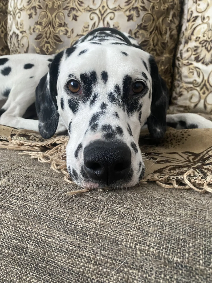 Праде и её замечательной семье мы желаем ещё много-много таких же весёлых и счастливых моментов!
