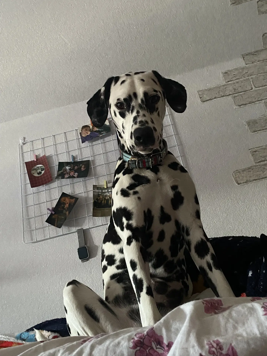 В центре внимания — наша невероятная красавица Прада! 