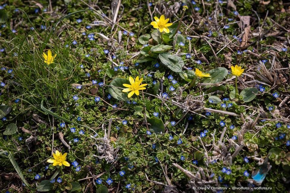    Фото: Олег Димитров / "Городские вести"