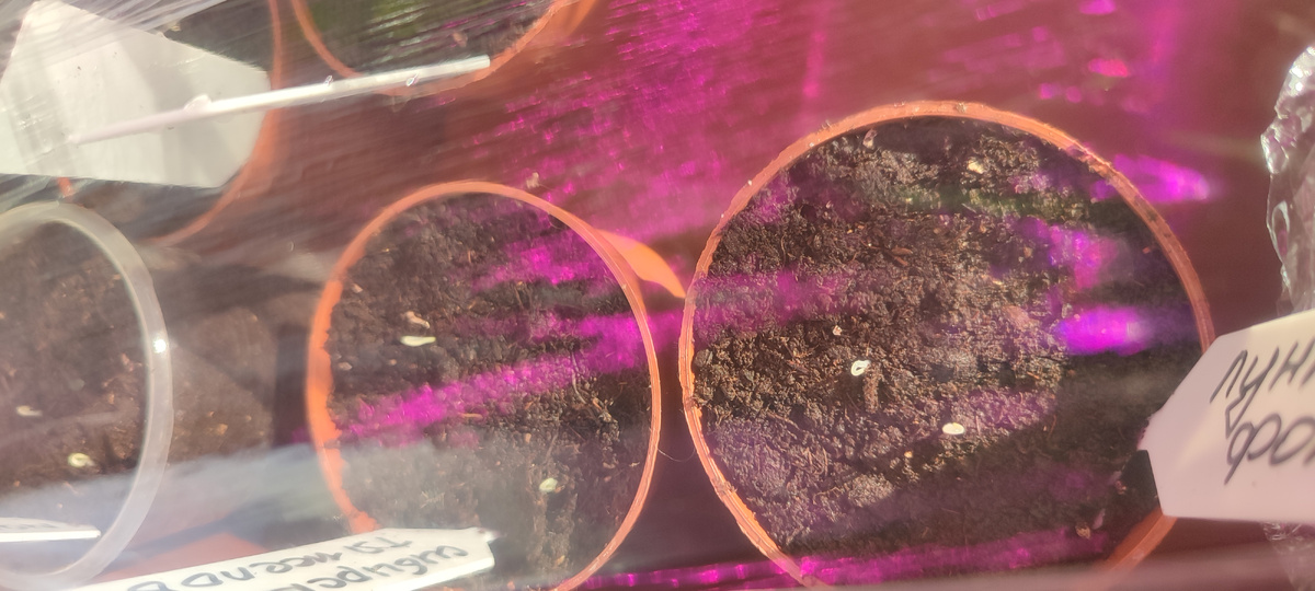 Вот они первые всходы будущего урожая. 