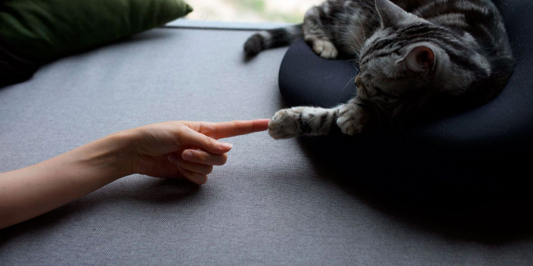 Нарциссизм и домашние животные: почему нарциссы так привязаны к питомцам