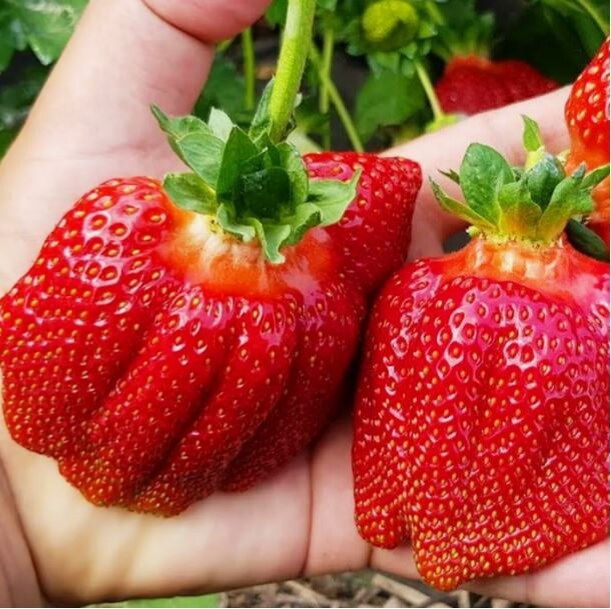 клубника Азия