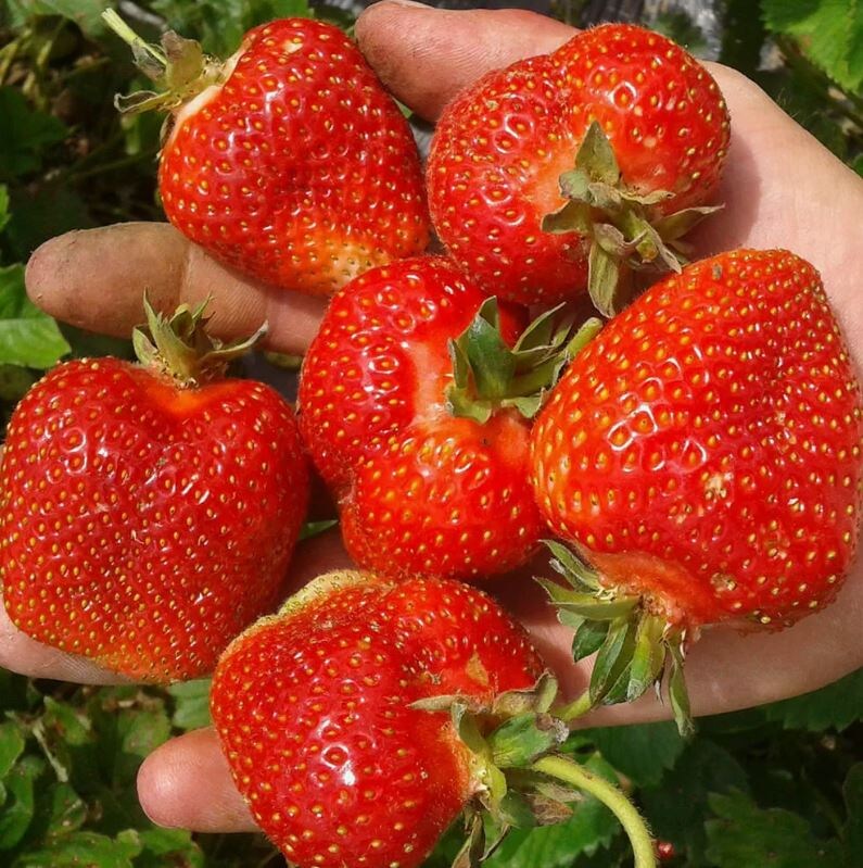 клубника Эльсанта