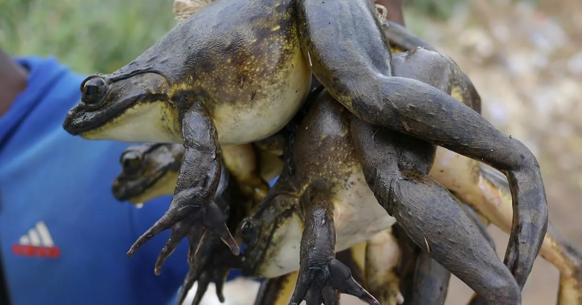 � ���������, ����������� �� ��� ������������ �� �������. ������� ����� �������� �� ������������� �� ������� ������� �������.