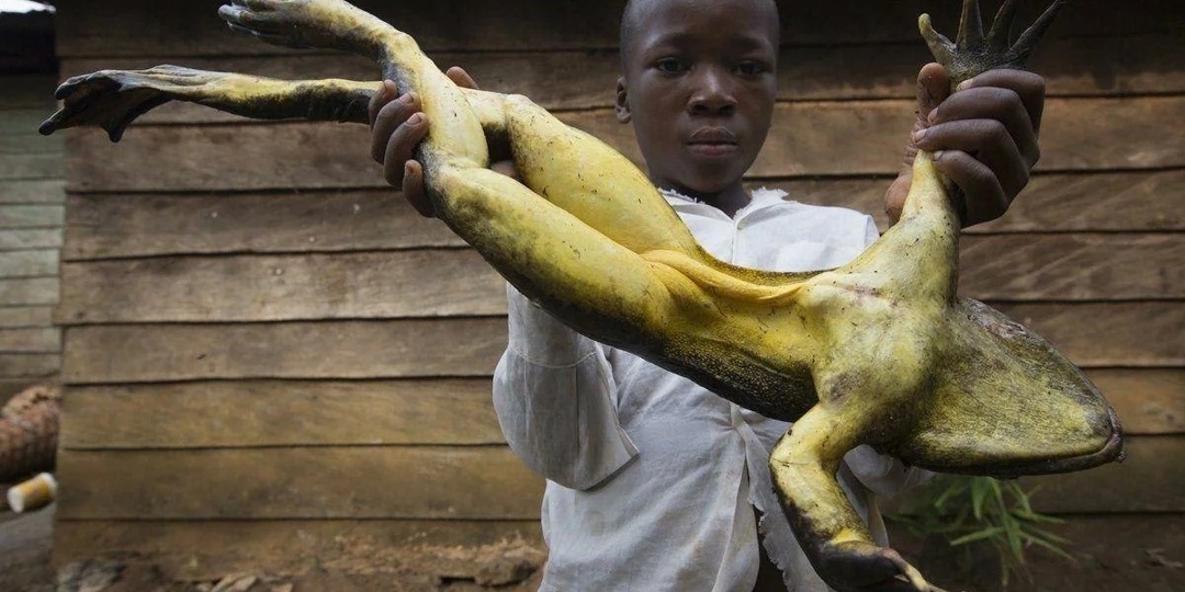 Голиаф: Крупнейшая лягушка. 4 кг, 80 см. Ловит летучих мышей в прыжке на 3 метра!