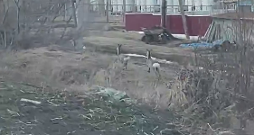     Косули снова вышли к людям в Красноярском крае