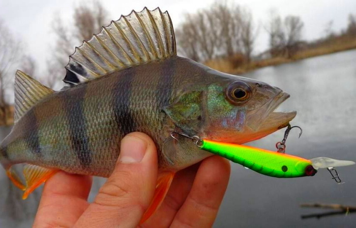 Весенний воблер: тактика и приманки для речных хищников