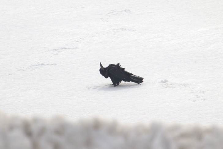    Фото Алексея Маслова