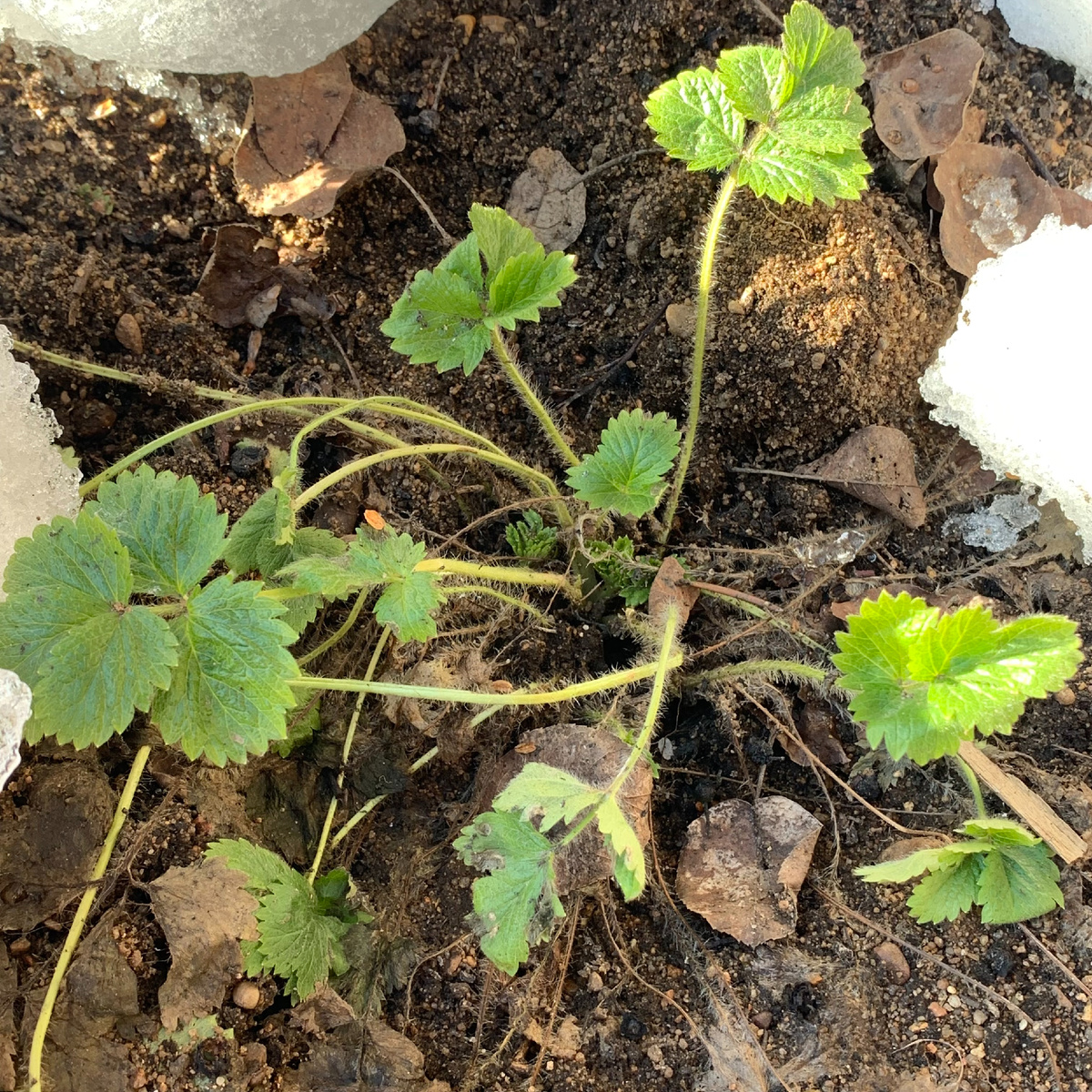 Перезимовала