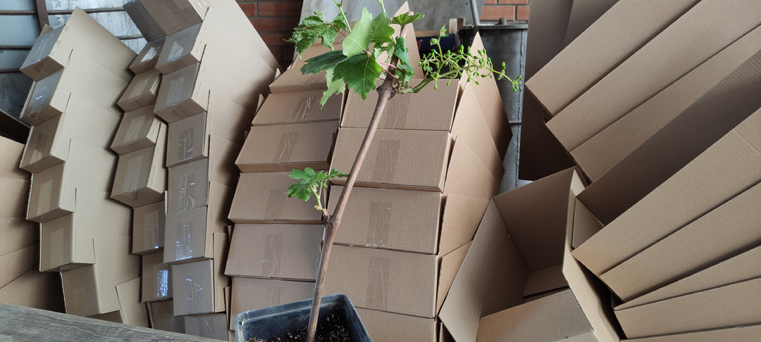 Новости из питомника. Когда виноград отправлять будем