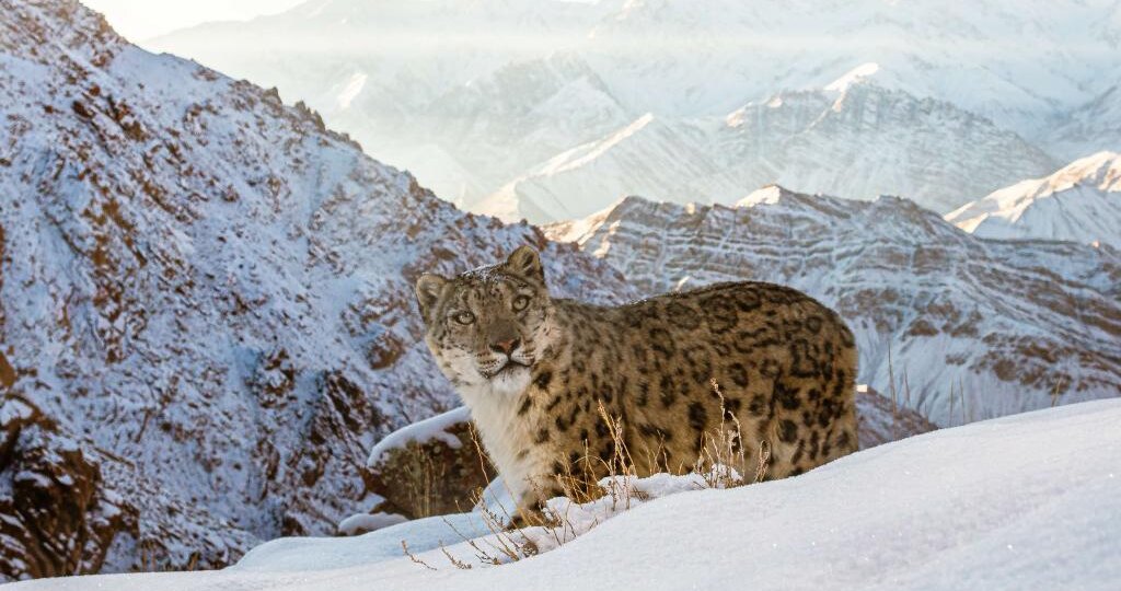 Хозяин Алтайских гор: один день из жизни снежного барса