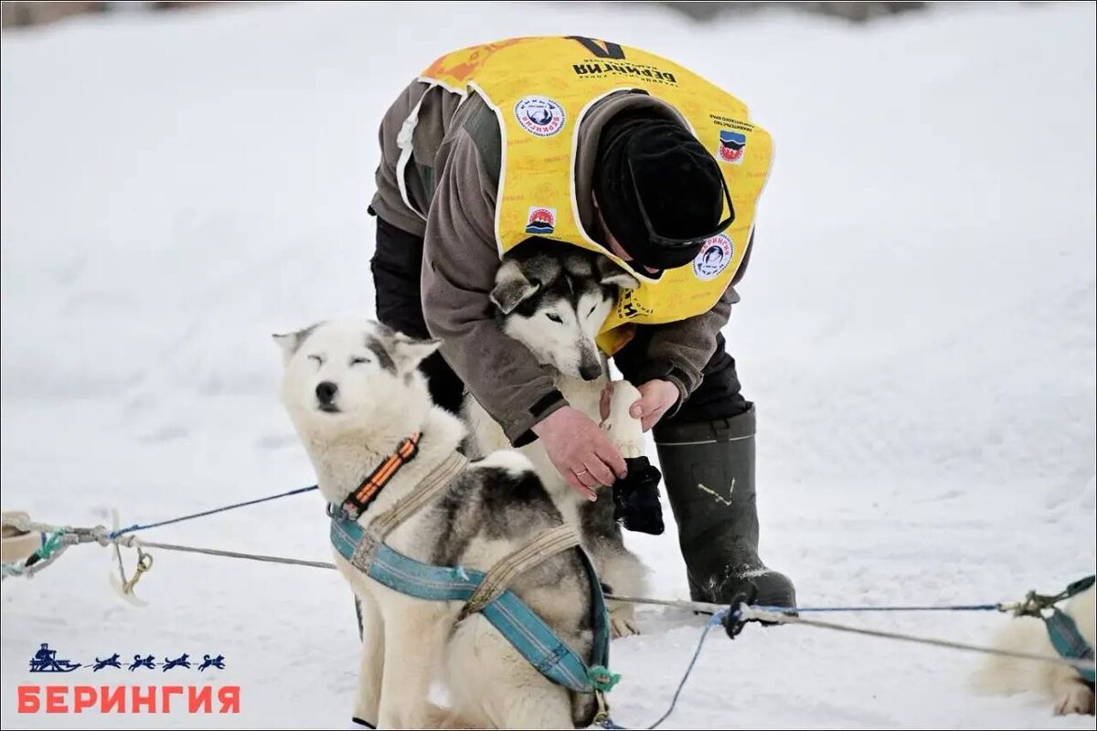    Гонка на собачьих упряжках "Берингия"