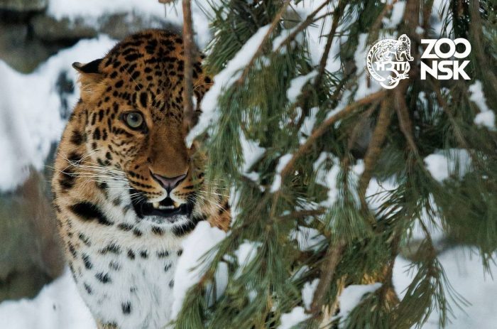 Фото: Новосибирский зоопарк.