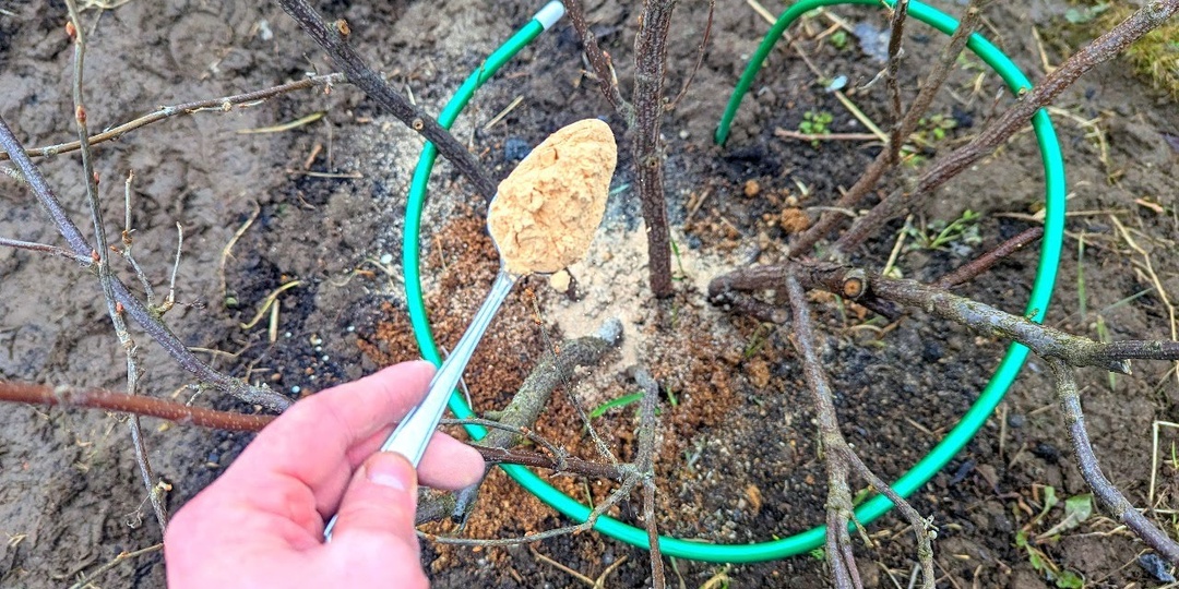 Первая подкормка для смородины после зимы для большого урожая крупных ягод!