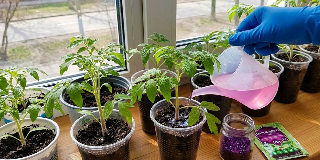 Марганцовка - главный секрет крепкой рассады на окне и большого урожая помидор с перцем. Главное правильно приготовить раствор и подкормить.