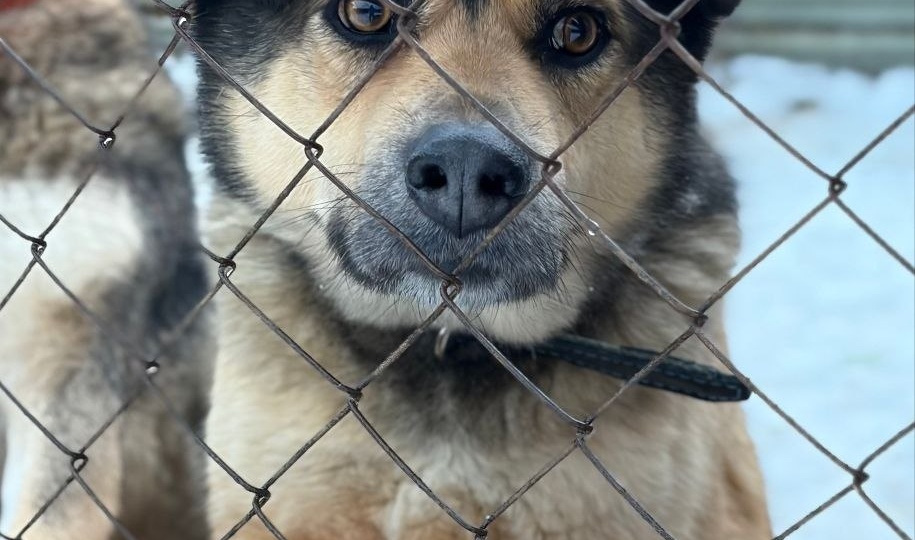 Тихо сквозь прутья вольера №35 смотрит пара глаз