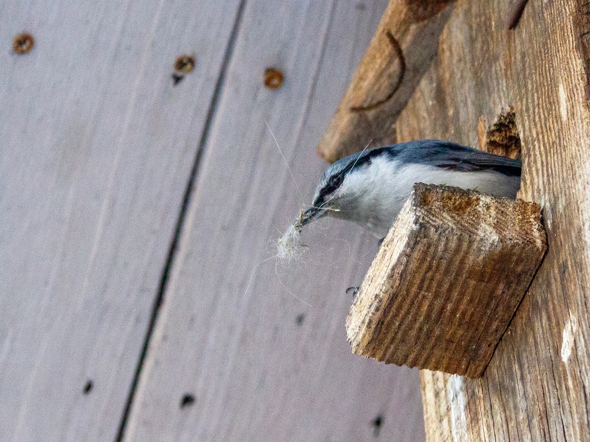 20.03.2026г. Большая уборка!
Поползень чистит скворечник после предшественников.