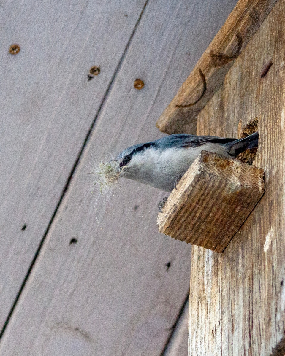 20.03.2026г. Большая уборка!
Поползень чистит скворечник после предшественников.