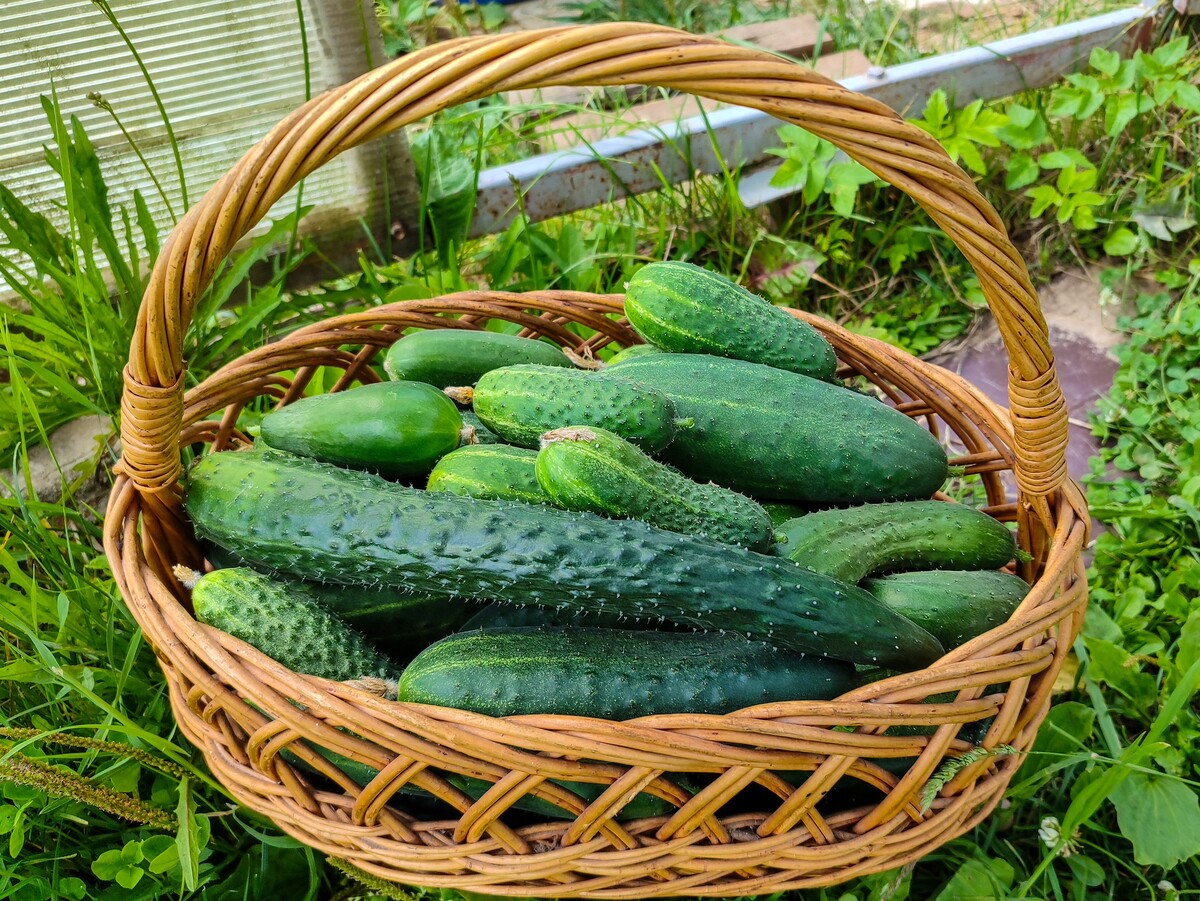 Фото: МТРК "Мир"/Игорь Медведев