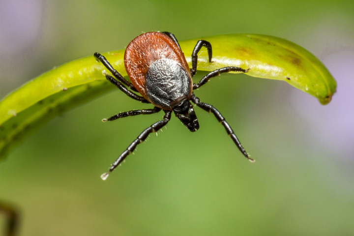 В Красноярске проснулись первые клещи