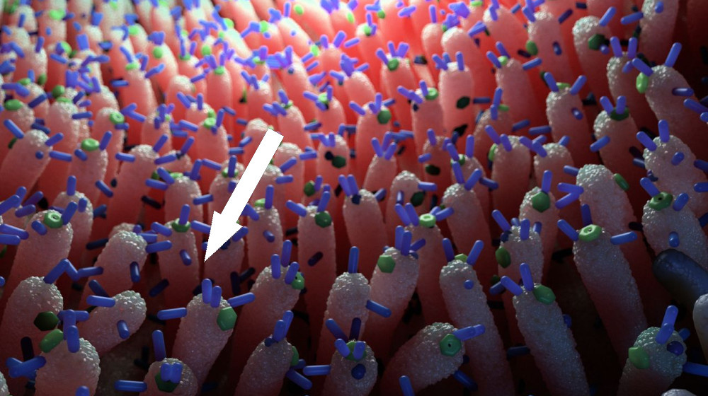    Таинственные вирусы в кишечнике помогают бороться с скачками сахара в крови