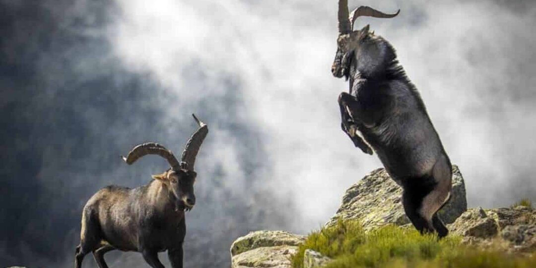 Горы и дикая природа в кадре: объявлены победители премии Memorial Maria Luisa Awards 2026