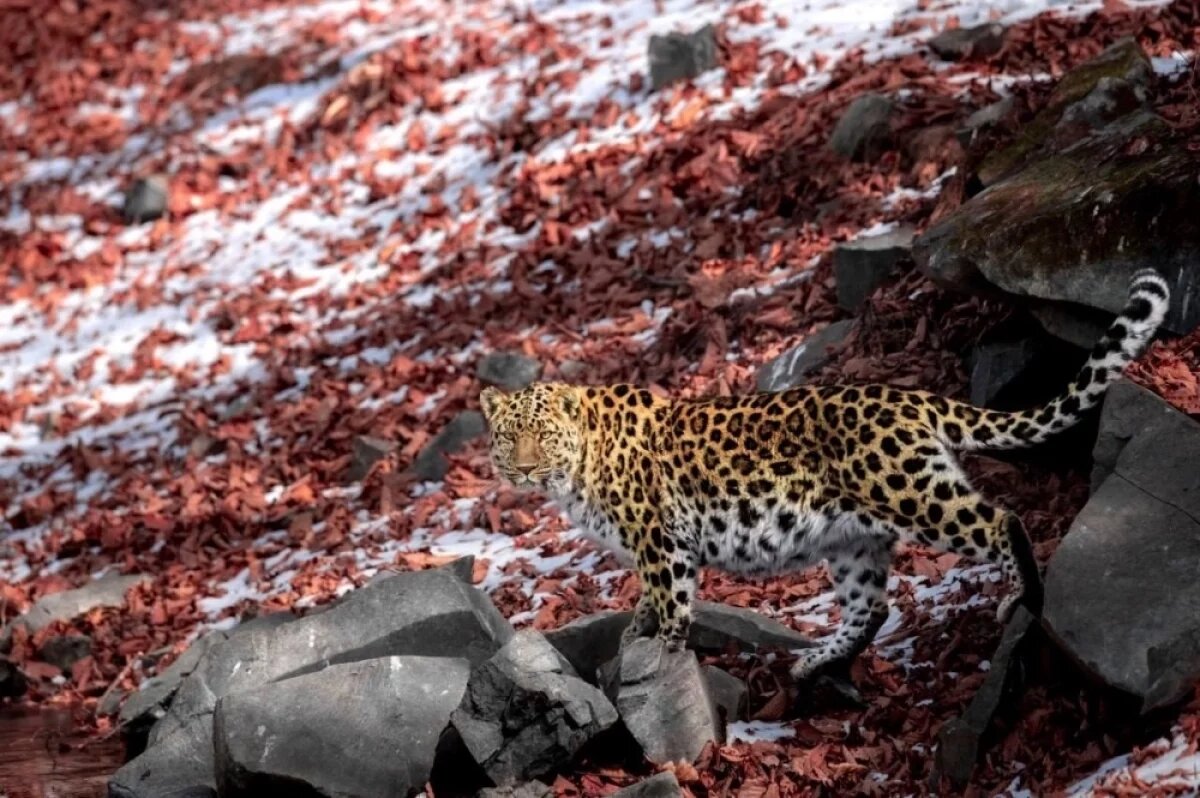    Хищники постепенно вновь заселяют исторические ареалы обитания.