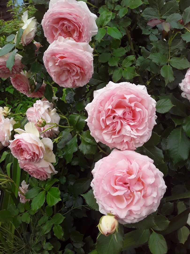 Плетистая роза Pierre de Roonsard в моём саду