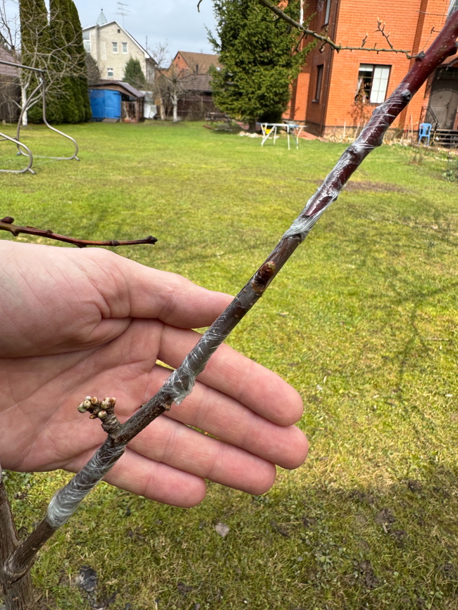 Две тронулись , абрикос самая верхняя наблюдаем , все привито на вишне 