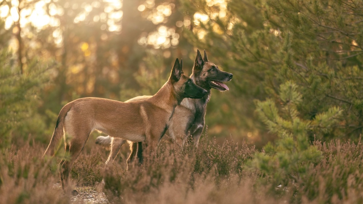    Выбор собаки — это марафон на десятилетия, а не спринт за симпатичной мордой