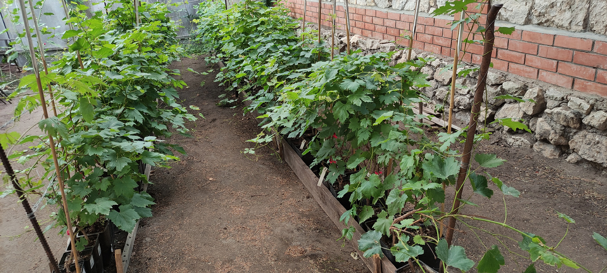 Это наши трехлетние саженцы. Учитывайте, что на фото июль, так саженцы выглядят в это время, а вот на старте сезона картинка немного другая, саженцы только-только разгоняются.