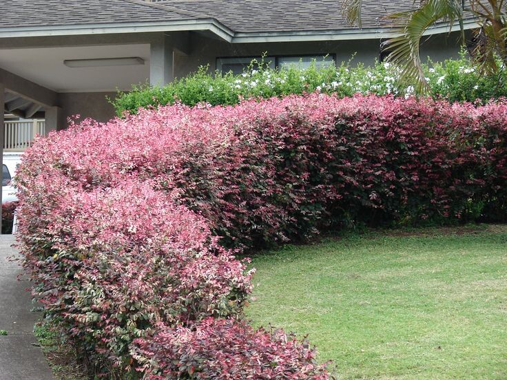 Фотография из интернета