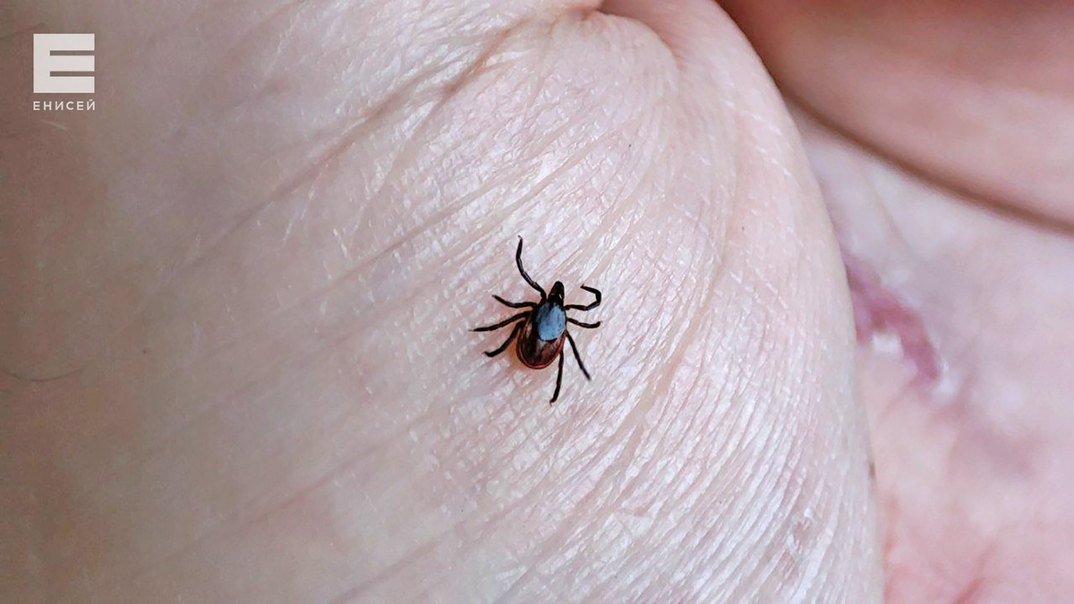     В Красноярском крае скоро проснутся клещи: что говорят специалисты