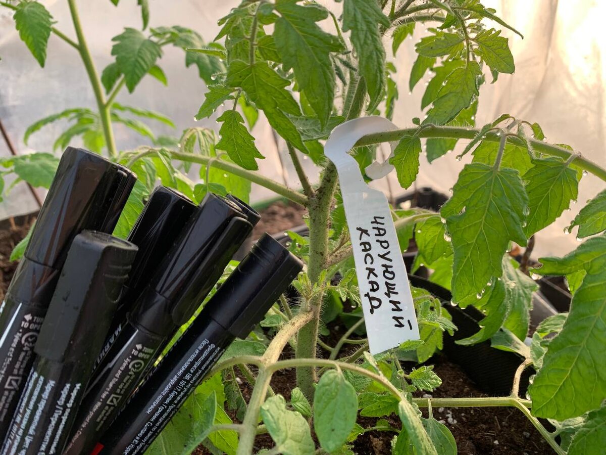 Найти хороший маркер – лотерея. Фото автора