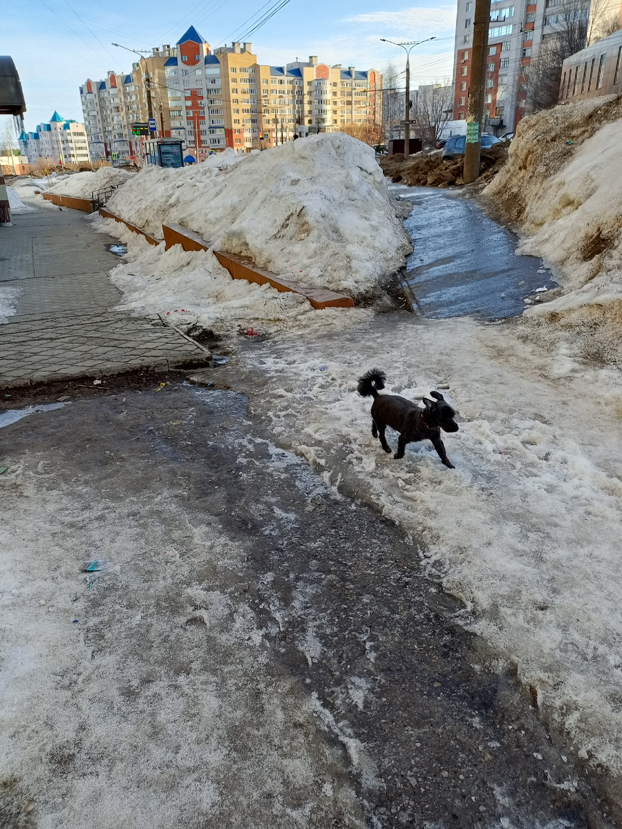 Собакен с новой прической