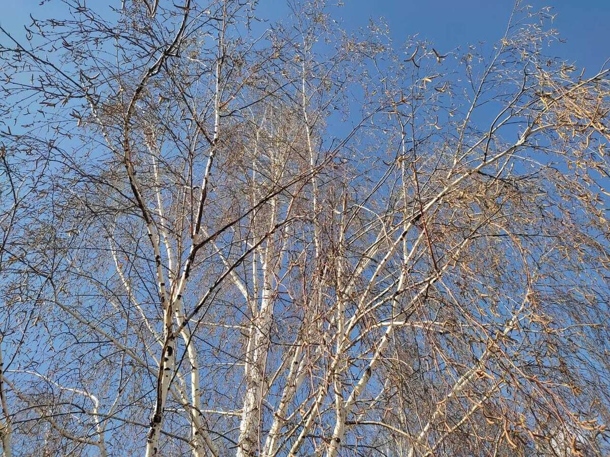      Тугандаш йөрәкләр авазы