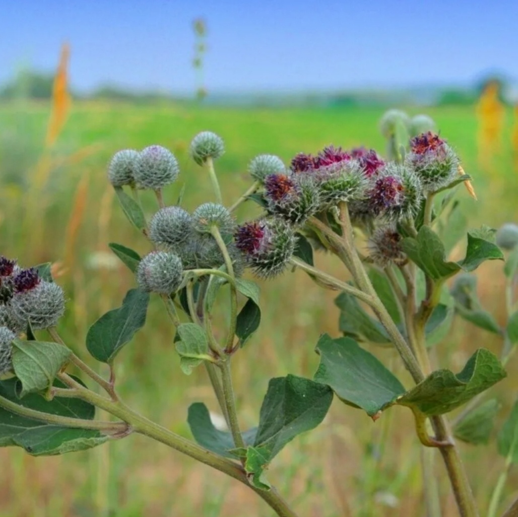 Фото из интернета в свободном доступе 