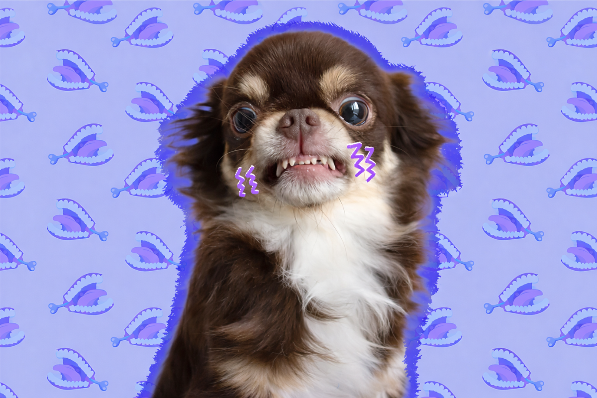 Почему собака скрипит зубами