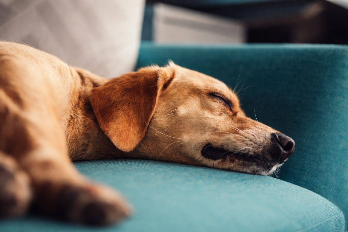Собака скрипит зубами во сне