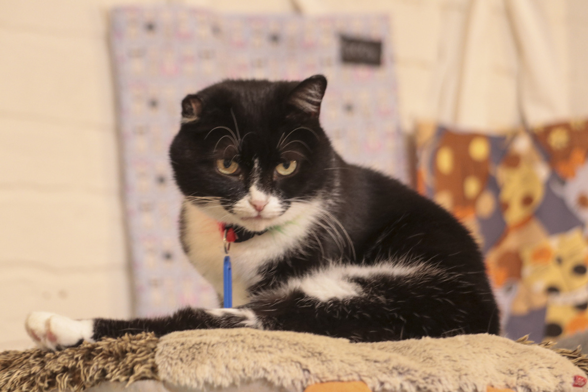 Шесть котов и кошек обрели новых хозяев в лице учеников Николая Коляды.  Фото: ФедералПресс / Максим Артамонов